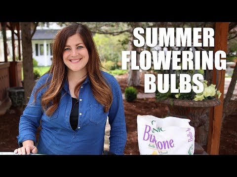Summer Flowering Bulbs