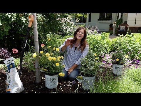 Planting Some Roses in my Garden!