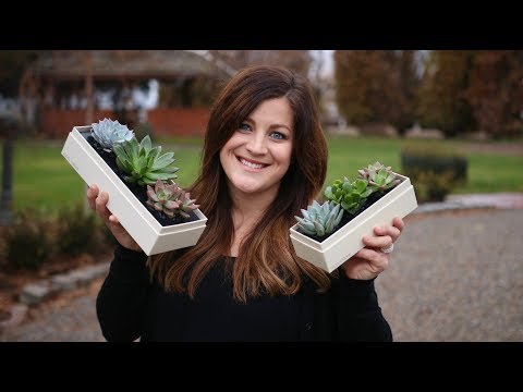Succulent Gift Boxes + Giveaway