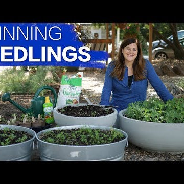How to Thin Seedlings