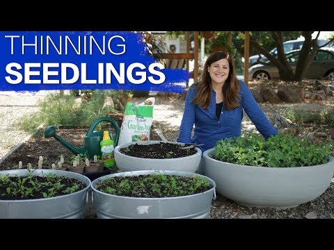 How to Thin Seedlings