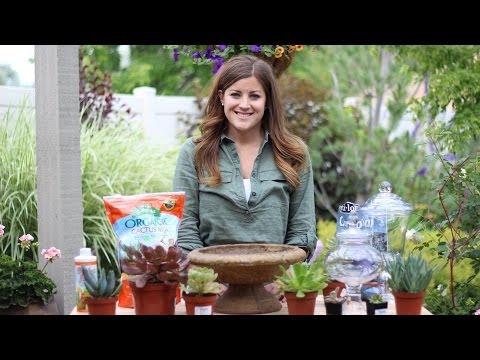 Succulent Planters Pt 1 (Containers with Drainage)