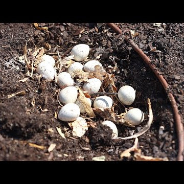 Finding Quail Eggs and Trying to Save Them, Trimming our Willow and Cleaning a Fountain!