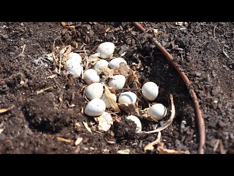 Finding Quail Eggs and Trying to Save Them, Trimming our Willow and Cleaning a Fountain!