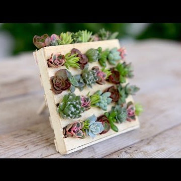 Popsicle Stick Mini Pallet w/ Succulents