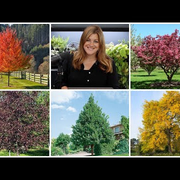 5 Trees I Highly Recommend!