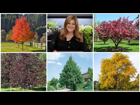 5 Trees I Highly Recommend!
