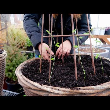 Planting Foxglove/Delphinium Seeds & Transplanting Sweet Peas!