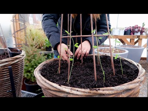 Planting Foxglove/Delphinium Seeds & Transplanting Sweet Peas!