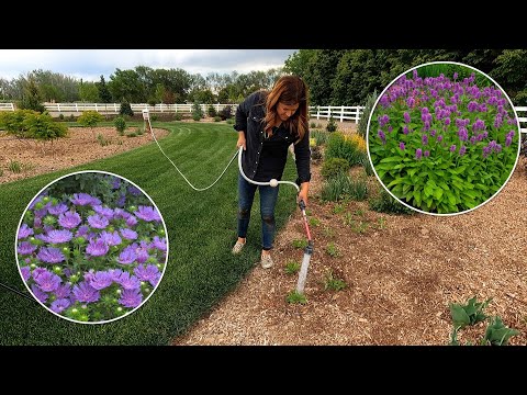 Planting a Bunch of Perennials & a Few Dahlias!