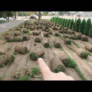We Took Out All The Grass!