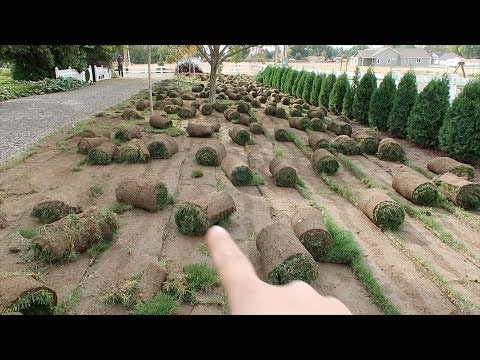 We Took Out All The Grass!