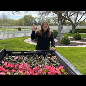 Planting Begonias & Impatiens!