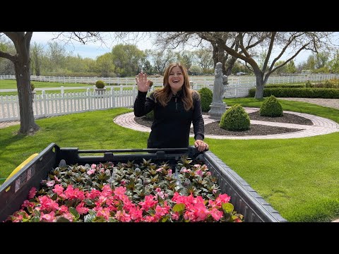 Planting Begonias & Impatiens!
