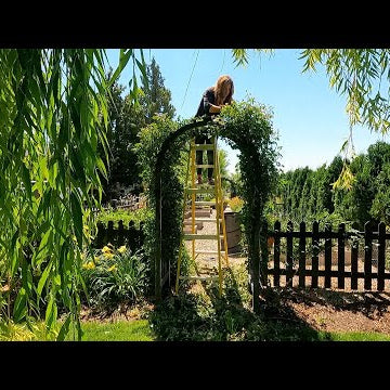 Trimming a WAY Overgrown Elderberry & Climbing Roses!