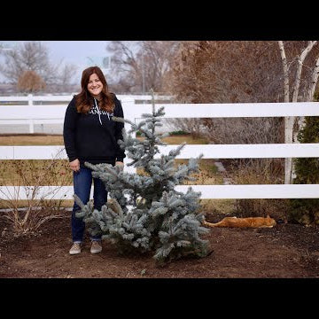 Planting a Hoop’s Blue Spruce!