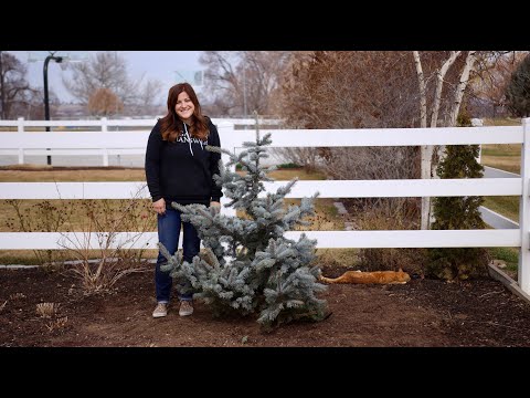 Planting a Hoop’s Blue Spruce!