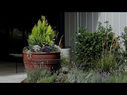 Planting up Some Giant Pots at our Church For Fall!