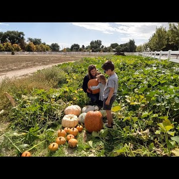 The Beginning of Our Pumpkin & Squash Harvest!