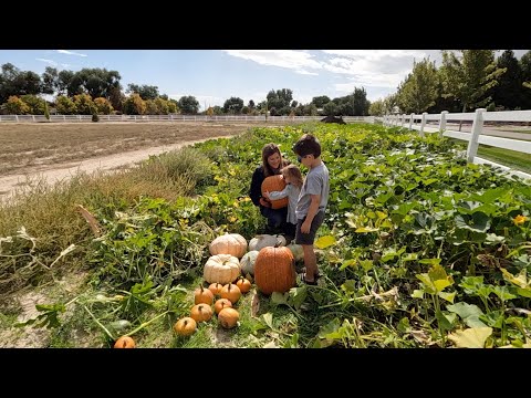 The Beginning of Our Pumpkin & Squash Harvest!