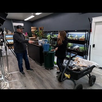 Organizing the Studio + Repotting & Training Monstera minima/Mini Monstera to Poles!