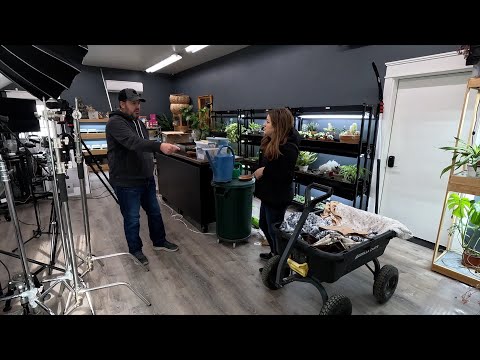 Organizing the Studio + Repotting & Training Monstera minima/Mini Monstera to Poles!
