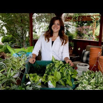 Houseplant Haul!
