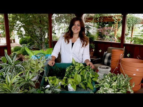 Houseplant Haul!