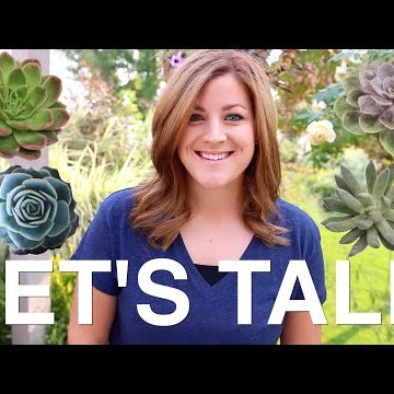 LET'S TALK: Succulent Care & FAQ