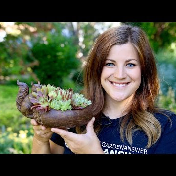 Succulents and Squirrels!
