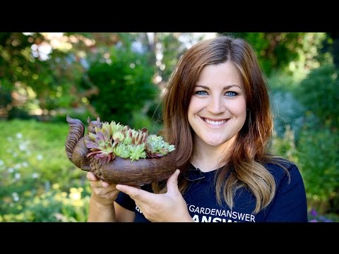 Succulents and Squirrels!
