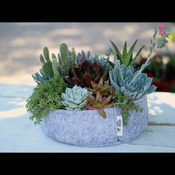 Succulent Inspiration w/ Root Pouch