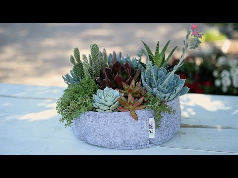 Succulent Inspiration w/ Root Pouch