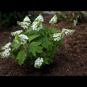 Planting Gatsby Gal Oakleaf hydrangea