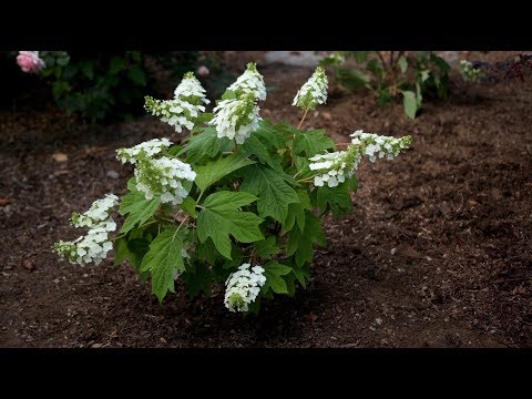 Planting Gatsby Gal Oakleaf hydrangea