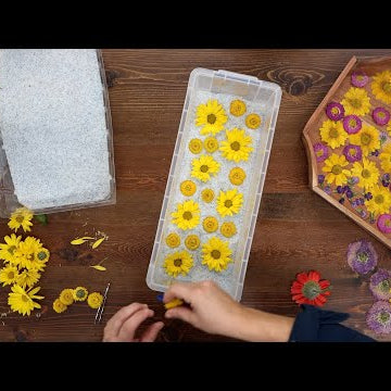 Using the Microwave to Press Flowers & Project Updates!