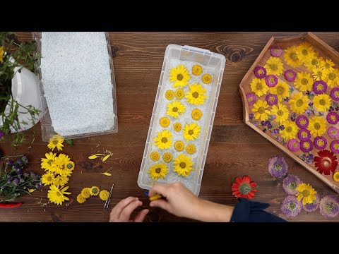 Using the Microwave to Press Flowers & Project Updates!