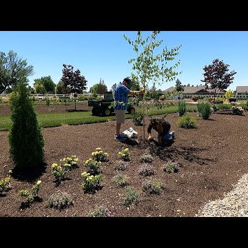 Planting Birch Trees & 3 Varieties of Groundcovers!