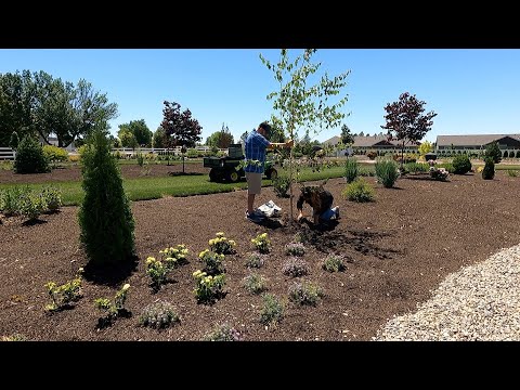 Planting Birch Trees & 3 Varieties of Groundcovers!