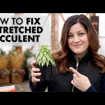 How to Fix a Leggy or Stretched Succulent!