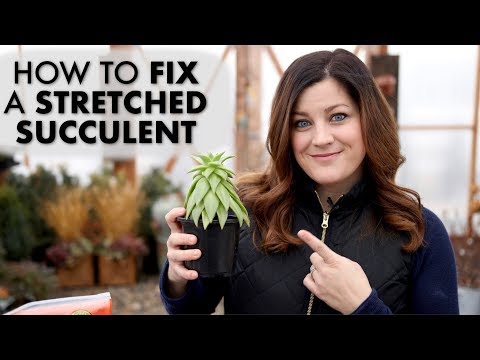 How to Fix a Leggy or Stretched Succulent!