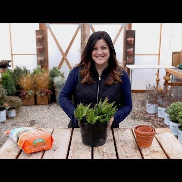 Separating an Aloe!