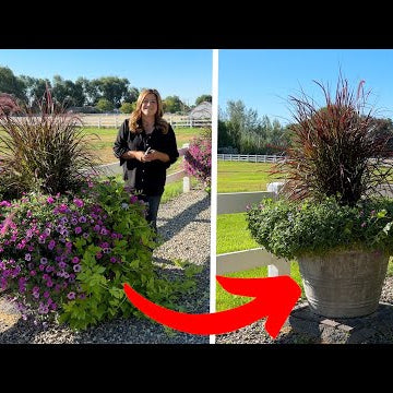 Giving Our Annuals a Major Mid-Season Trim!