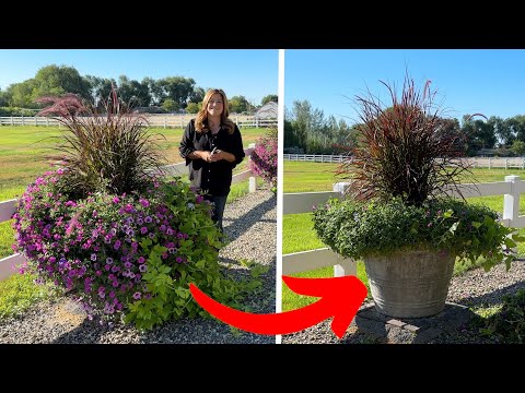 Giving Our Annuals a Major Mid-Season Trim!