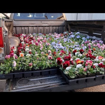 Planting Downtown Pots & Picking Up Trees!