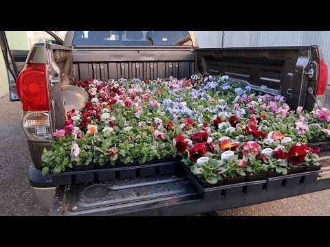 Planting Downtown Pots & Picking Up Trees!