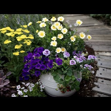 Flowers + Edibles Container Inspiration!