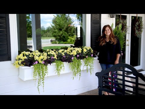 Gorgeous Shade Arrangement in Window Boxes