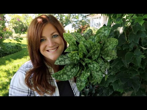 Adding a New Shade Perennial to My Garden
