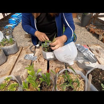 Successes & Failures of Winter Sowing and Overwintering Bulbs in Containers!